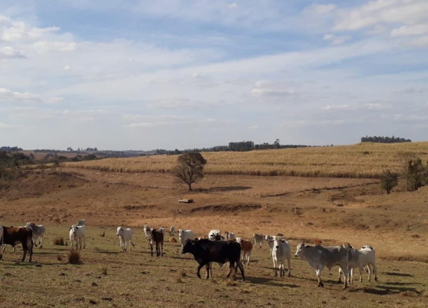 Imagem Fazenda à Venda, 81 m² em Rural - Tietê Imagem Fazenda à Venda, 81 m² em Rural - Tietê