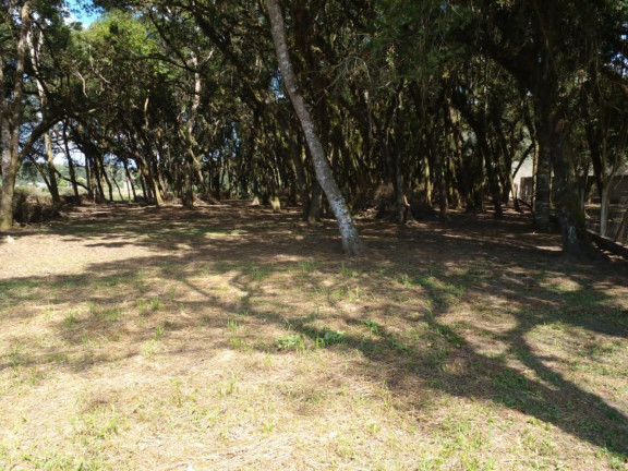 Imagem Terreno à Venda, 20.000 m² em Campo Largo Da Roseira - São José Dos Pinhais Imagem Terreno à Venda, 20.000 m² em Campo Largo Da Roseira - São José Dos Pinhais