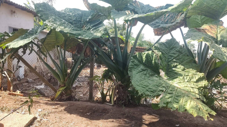 Imagem Chácara com 3 Quartos à Venda, 2.200 m² em Jundiaguara - Araçoiaba Da Serra
