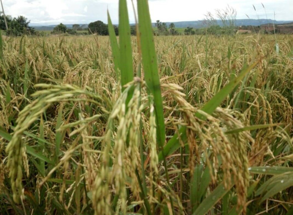 Imagem Fazenda à Venda, em Poxoréo Imagem Fazenda à Venda, em Poxoréo