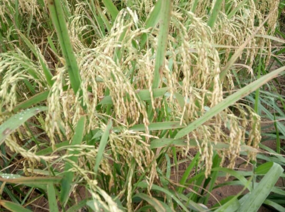 Imagem Fazenda à Venda, em Poxoréo Imagem Fazenda à Venda, em Poxoréo