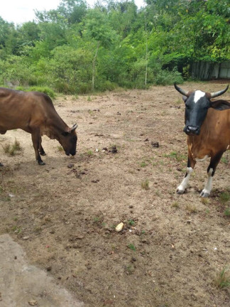 Imagem Terreno à Venda, 8.320 m² em Fonte Limpa - Araruama Imagem Terreno à Venda, 8.320 m² em Fonte Limpa - Araruama