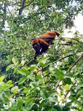 Imagem Fazenda à Venda, 150 m² em águas Claras - Viamão Imagem Fazenda à Venda, 150 m² em águas Claras - Viamão
