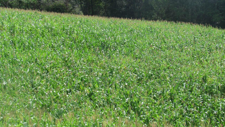 Imagem Terreno à Venda, 120.000 m² em Rural - Concórdia Imagem Terreno à Venda, 120.000 m² em Rural - Concórdia
