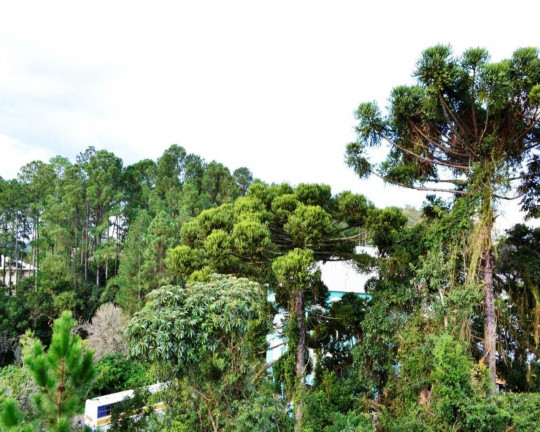 Imagem Imóvel com 3 Quartos à Venda, 141 m² em Logradouro - Nova Petrópolis Imagem Imóvel com 3 Quartos à Venda, 141 m² em Logradouro - Nova Petrópolis