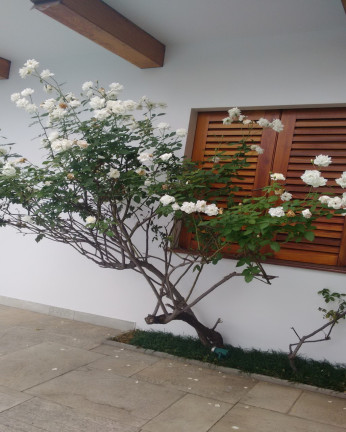 Imagem Sobrado com 4 Quartos à Venda, em Jardim Da Saúde - São Paulo Imagem Sobrado com 4 Quartos à Venda, em Jardim Da Saúde - São Paulo