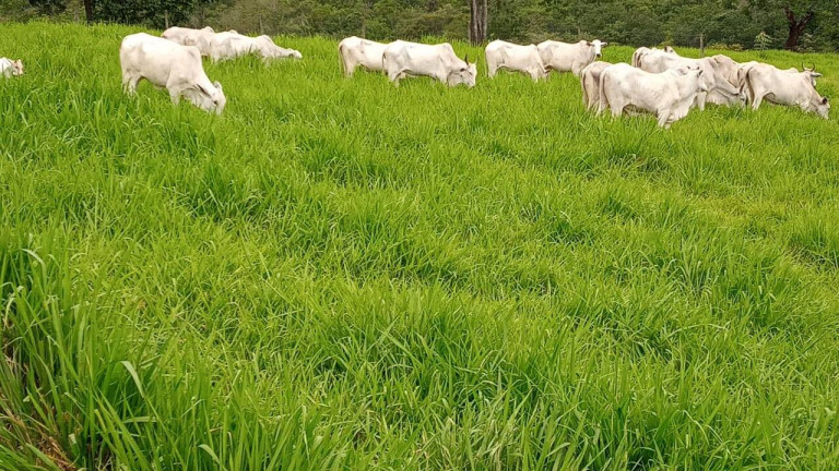 Imagem Fazenda à Venda, 23 m² em Zona Rural - Caldas Novas Imagem Fazenda à Venda, 23 m² em Zona Rural - Caldas Novas