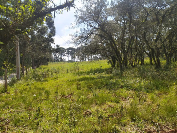 Imagem Terreno à Venda, 5.000 m² em Contenda - São José Dos Pinhais
