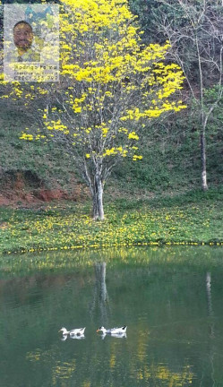 Imagem Chácara com 5 Quartos à Venda, 6 m² em Monteiro Lobato Imagem Chácara com 5 Quartos à Venda, 6 m² em Monteiro Lobato