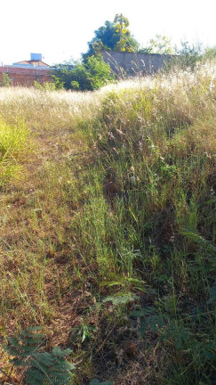 Imagem Terreno à Venda, 250 m² em Jardim Treviso - Pirassununga Imagem Terreno à Venda, 250 m² em Jardim Treviso - Pirassununga