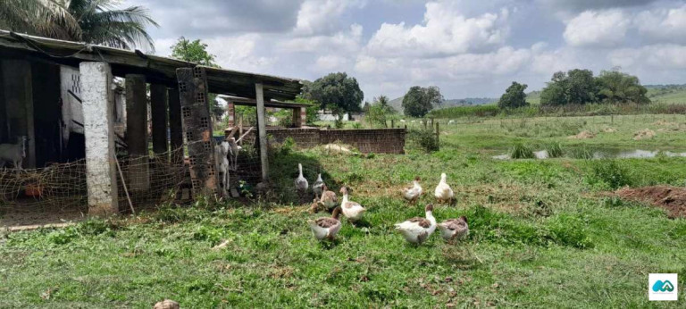 Imagem Chácara à Venda, 3.000 m² em Murici Imagem Chácara à Venda, 3.000 m² em Murici