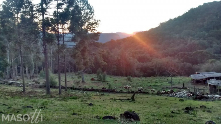 Imagem Chácara à Venda, 30.000 m² em Caracol - Canela Imagem Chácara à Venda, 30.000 m² em Caracol - Canela