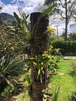 Imagem Chácara com 2 Quartos à Venda, 4 m² em Rio Bonito