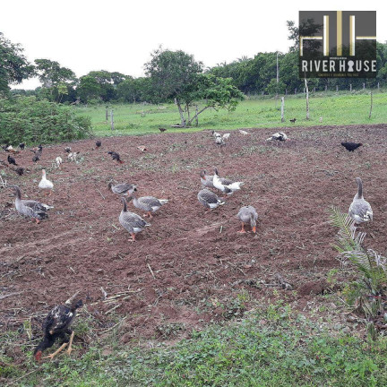 Imagem Chácara com 2 Quartos à Venda, 2.500 m² em Pedra 90 - Cuiabá Imagem Chácara com 2 Quartos à Venda, 2.500 m² em Pedra 90 - Cuiabá
