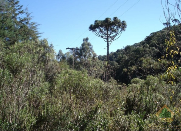 Imagem Terreno à Venda, 4.695 m² em Campos De Cunha - Cunha Imagem Terreno à Venda, 4.695 m² em Campos De Cunha - Cunha