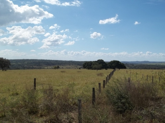 Imagem Fazenda à Venda, 222 m² em Zona Rural - Professor Jamil Imagem Fazenda à Venda, 222 m² em Zona Rural - Professor Jamil