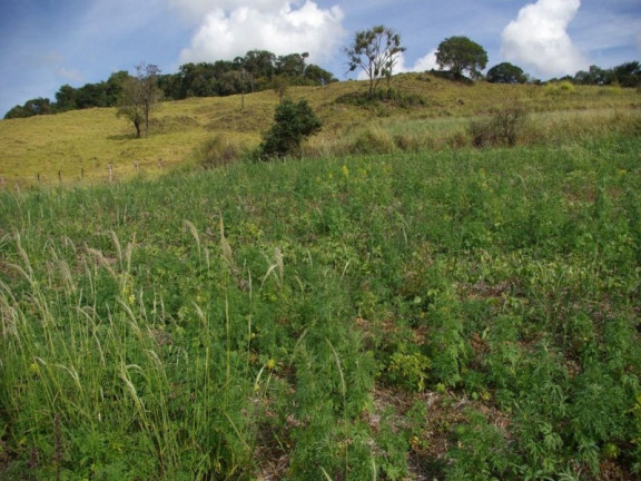 Imagem Imóvel à Venda, 435.600 m² em Zona Rural - Jacui