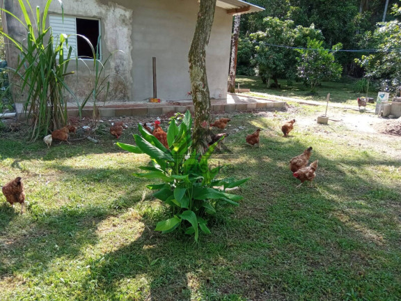 Imagem Chácara com 4 Quartos à Venda, 5.000 m² em Jardim Aguapeú - Itanhaém Imagem Chácara com 4 Quartos à Venda, 5.000 m² em Jardim Aguapeú - Itanhaém