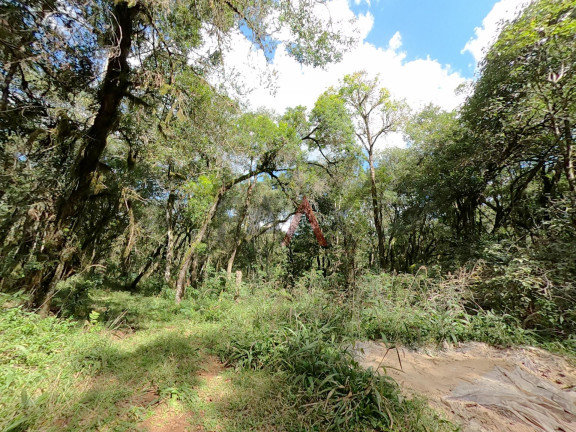 Imagem Fazenda à Venda, 20.000 m² em Jordão - Guarapuava Imagem Fazenda à Venda, 20.000 m² em Jordão - Guarapuava
