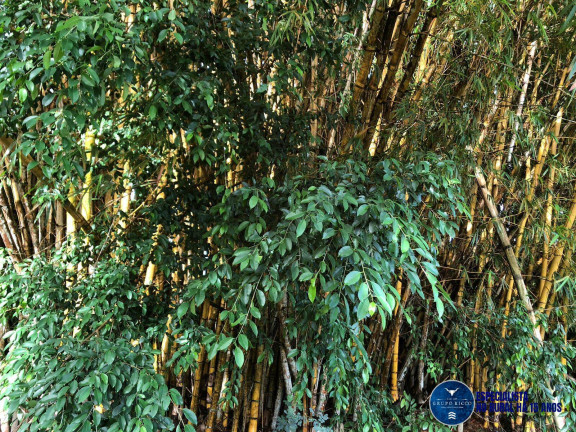 Imagem Chácara à Venda, 1 m² em Zona Rural - Santa Bárbara De Goiás
