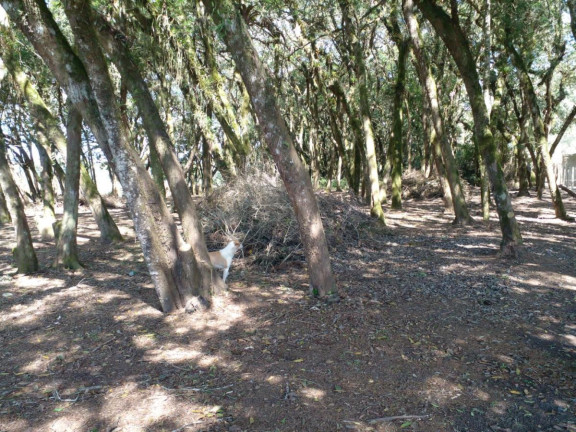 Imagem Terreno à Venda, 20.000 m² em Campo Largo Da Roseira - São José Dos Pinhais Imagem Terreno à Venda, 20.000 m² em Campo Largo Da Roseira - São José Dos Pinhais