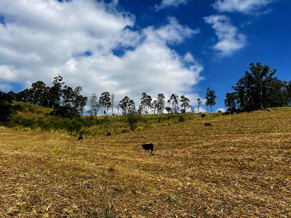 Imagem Fazenda à Venda, 92 m² em Poços De Caldas Imagem Fazenda à Venda, 92 m² em Poços De Caldas
