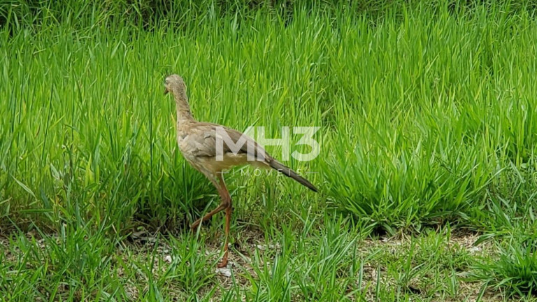 Imagem Terreno à Venda, 1.380 m² em Joaquim Egídio - Campinas Imagem Terreno à Venda, 1.380 m² em Joaquim Egídio - Campinas