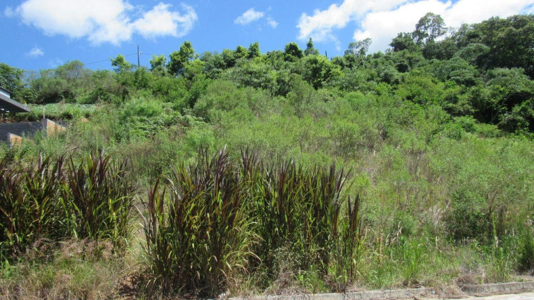 Imagem Terreno à Venda, 451 m² em Primavera - Concórdia Imagem Terreno à Venda, 451 m² em Primavera - Concórdia