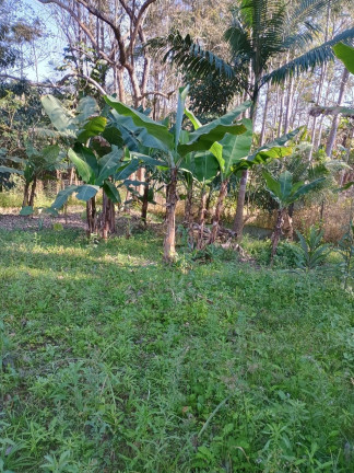 Imagem Chácara com 3 Quartos à Venda, 300 m² em Varjao - Paraibuna