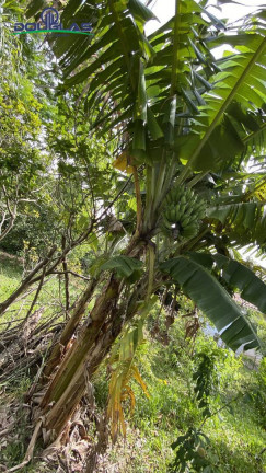 Imagem Chácara com 1 Quarto à Venda,  em águas Claras - Viamão