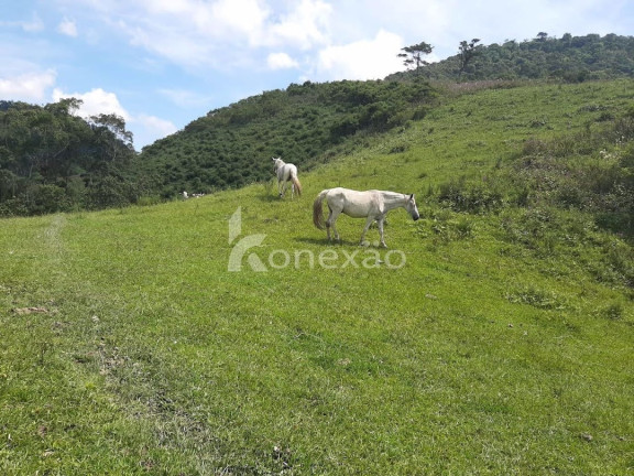 Imagem Fazenda à Venda, 600 m² em Pouso Alto - Natividade Da Serra Imagem Fazenda à Venda, 600 m² em Pouso Alto - Natividade Da Serra