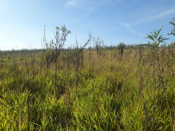 Imagem Terreno à Venda, 28.000 m² em Ortizes - Piedade Imagem Terreno à Venda, 28.000 m² em Ortizes - Piedade