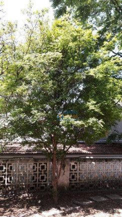 Imagem Casa com 3 Quartos para Alugar, 250 m² em Sumarezinho - São Paulo Imagem Casa com 3 Quartos para Alugar, 250 m² em Sumarezinho - São Paulo