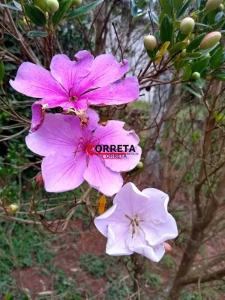 Imagem Chácara com 3 Quartos à Venda, 1.000 m² em Votorantim - Ibiúna Imagem Chácara com 3 Quartos à Venda, 1.000 m² em Votorantim - Ibiúna