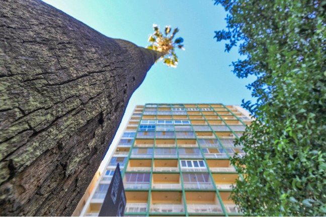 Imagem Imóvel com 4 Quartos à Venda, 221 m² em Independência - Porto Alegre Imagem Imóvel com 4 Quartos à Venda, 221 m² em Independência - Porto Alegre