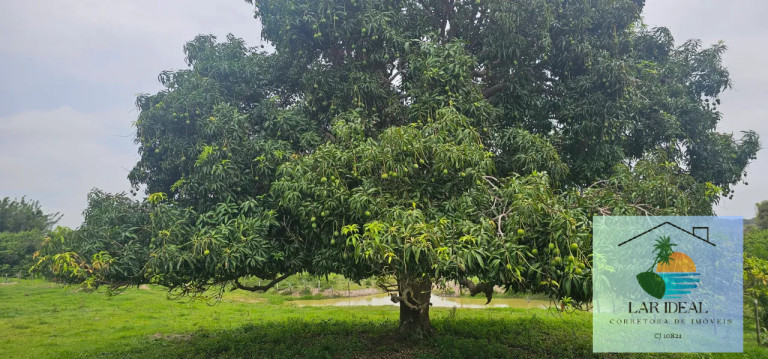 Imagem Chácara com 2 Quartos à Venda, 7.800 m² em Retiro - São Pedro Da Aldeia Imagem Chácara com 2 Quartos à Venda, 7.800 m² em Retiro - São Pedro Da Aldeia