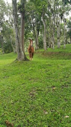 Imagem Imóvel com 2 Quartos à Venda, 500 m² em Cachoeirinha - Bocaiuva Do Sul Imagem Imóvel com 2 Quartos à Venda, 500 m² em Cachoeirinha - Bocaiuva Do Sul