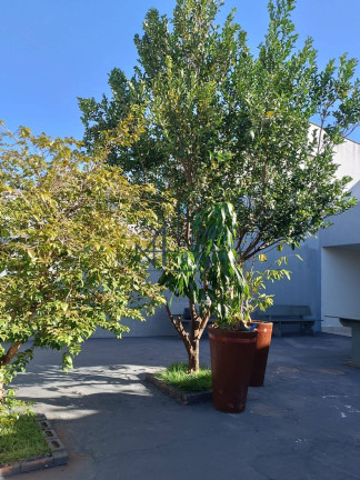 Imagem Sobrado com 3 Quartos à Venda, 124 m² em Papillon Park - Aparecida De Goiânia Imagem Sobrado com 3 Quartos à Venda, 124 m² em Papillon Park - Aparecida De Goiânia