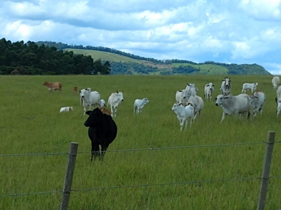 Imagem Fazenda à Venda, 59 m² em Rural - Guareí Imagem Fazenda à Venda, 59 m² em Rural - Guareí