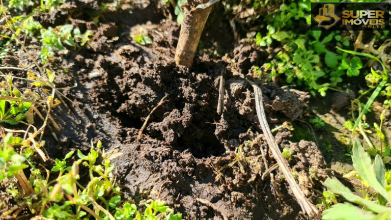 Imagem Imóvel à Venda, 1.880.000 m² em área Rural De Bagé - Bagé
