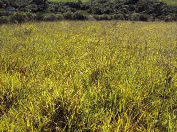 Imagem Imóvel com 2 Quartos à Venda, 266.200 m² em Zona Rural - Jacui