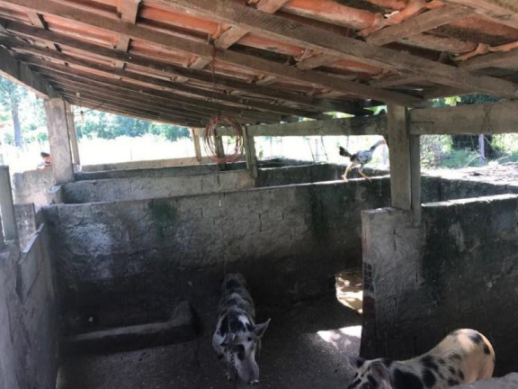 Chácara com 5 Quartos à Venda, 42.000 m² em Fazenda - Santo Antônio Do Leverger