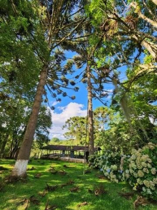 Imagem Imóvel com 3 Quartos à Venda, 51.000 m² em Campo Largo Da Roseira - São José Dos Pinhais Imagem Imóvel com 3 Quartos à Venda, 51.000 m² em Campo Largo Da Roseira - São José Dos Pinhais
