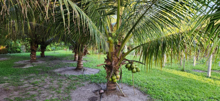 Imagem Chácara com 2 Quartos à Venda, 14.600 m² em Povoado - Pedras De Fogo Imagem Chácara com 2 Quartos à Venda, 14.600 m² em Povoado - Pedras De Fogo