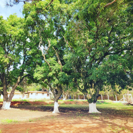 Imagem Chácara com 4 Quartos à Venda, 800 m² em Chácaras Bocaiúva Nova - Campinas