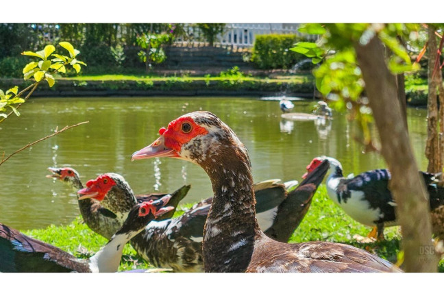 Imagem Casa de Condomínio com 3 Quartos à Venda, 148 m² em Vila Nova - Porto Alegre Imagem Casa de Condomínio com 3 Quartos à Venda, 148 m² em Vila Nova - Porto Alegre