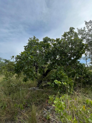 Imagem Imóvel à Venda, em São Félix Do Tocantins/to - São Félix Do Tocantins Imagem Imóvel à Venda, em São Félix Do Tocantins/to - São Félix Do Tocantins