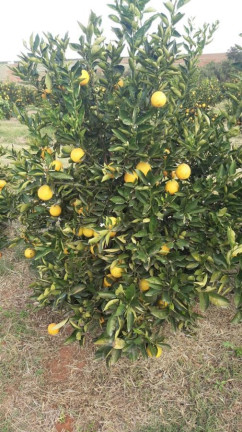 Imagem Fazenda à Venda, 66 m² em Rural - Avaré