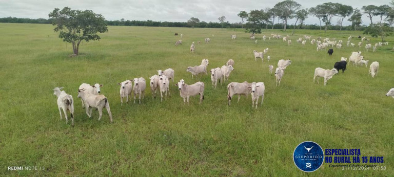 Imagem Fazenda à Venda, 650 m² em Zona Rural - Araguaiana Imagem Fazenda à Venda, 650 m² em Zona Rural - Araguaiana