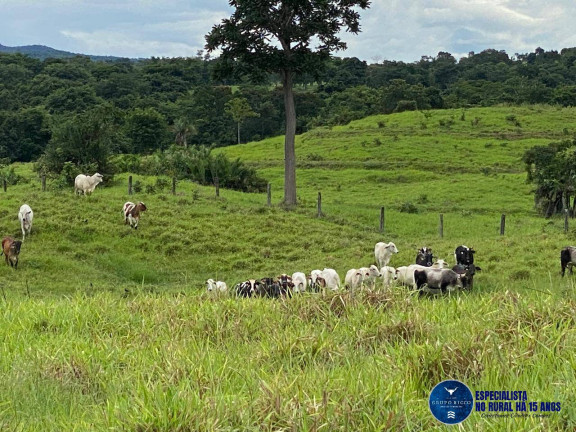 Imagem Fazenda à Venda, 214 m² em Zona Rural - Israelândia Imagem Fazenda à Venda, 214 m² em Zona Rural - Israelândia